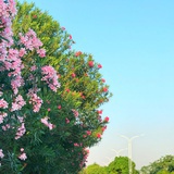 杨杨