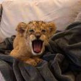 Avavavavaa