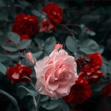 蝶影虫虫