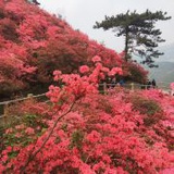 竹林听风来