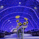 香芋