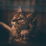 虎妞
