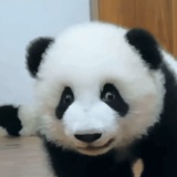 木木