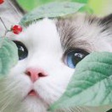 泽泽