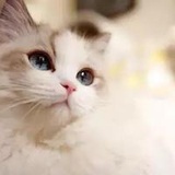 小粉条