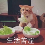 xinxin