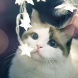 猫眯猪