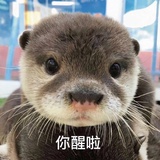 幽人贞吉