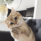 啤梨在树上