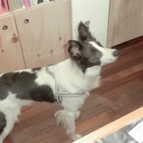 むらさき
