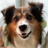 叶绿非洲探险中