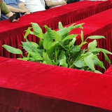 诺妈333