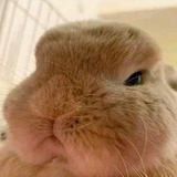 谔哩