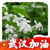 丁香