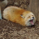 椰椰冰萃。