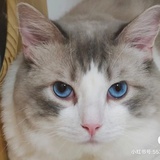 小迷