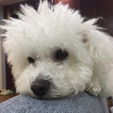 考拉酿甜