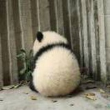四条