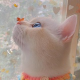 无心嗑药猫