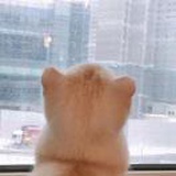 哟吼吼