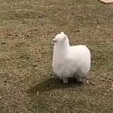 何故老婆