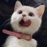 酸枣糕
