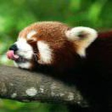 香烤可达鸭