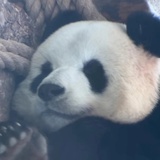 熊猫馆二馆长