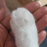 小花布