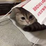 泡奶