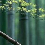 杨薇想
