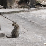 两只猫