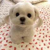 起司