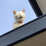 小戴