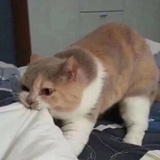 曼倩辞