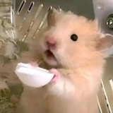 鼠鼠我吖