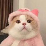 💕 柏小棉