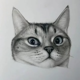 来豆瓣只为养猫