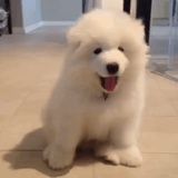 大可爱