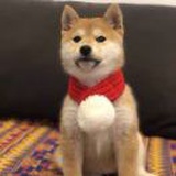 打鸣了