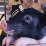 火龙果