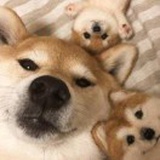 水中的金鲤鱼