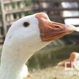 鹅鹅鹅