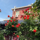 豆友229098263
