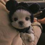 穿睡衣的美年达