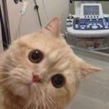 小屑菠萝干！