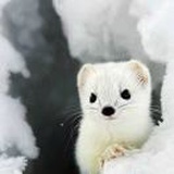 克扒婆