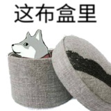 豆苗儿