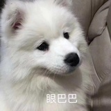 一枝春