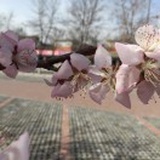 泡泡